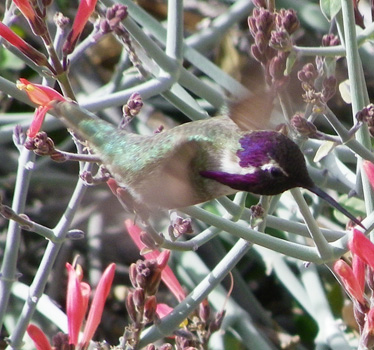 Costa's Hummingbird male 1_16_2012